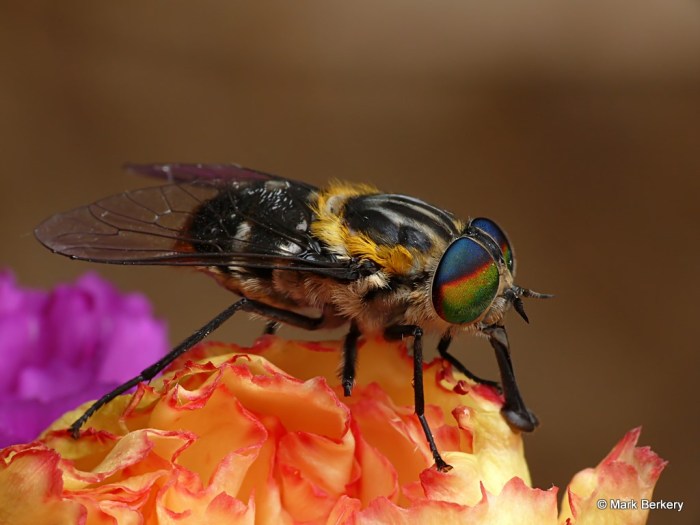 P1910713_MarkBerkery