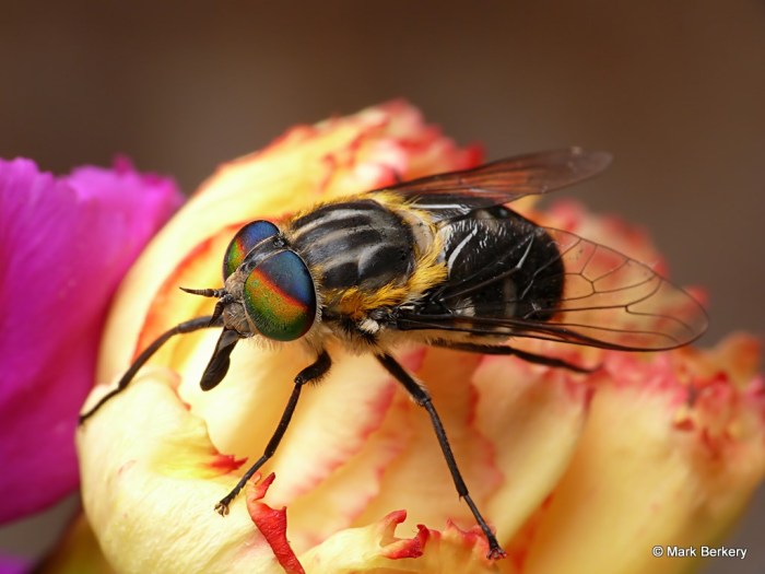 P1910766_MarkBerkery