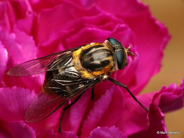 P1910807_MarkBerkery