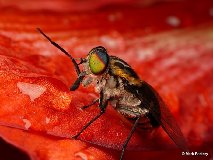 P1910825_MarkBerkery